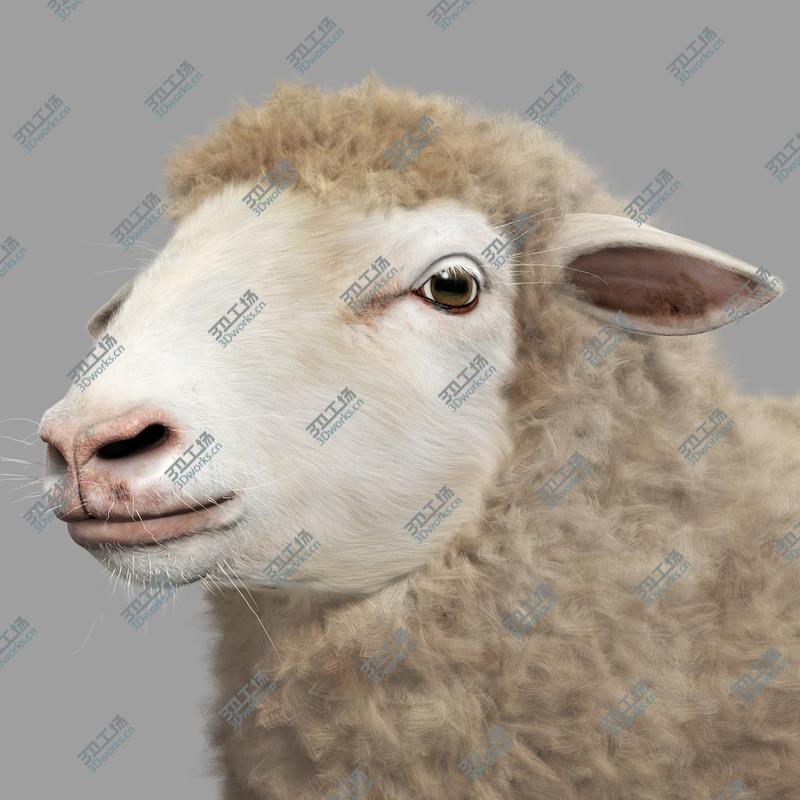 images/goods_img/202105074/Sheep (with Fur)/3.jpg